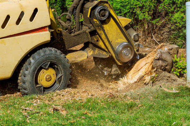 Professional Tree Service in Gainesville, TX